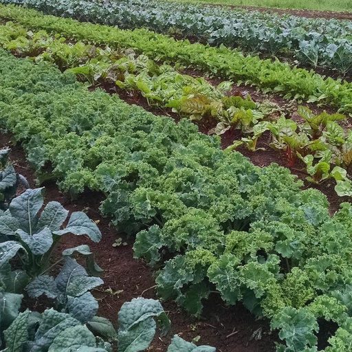 Certified organic kale growing in rotated open plots